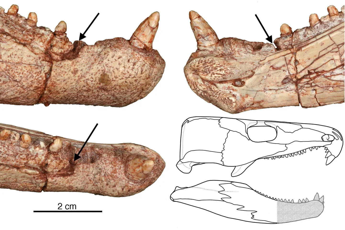 Joonis Labidosaurus hamatus´e hambaprobleemidest
