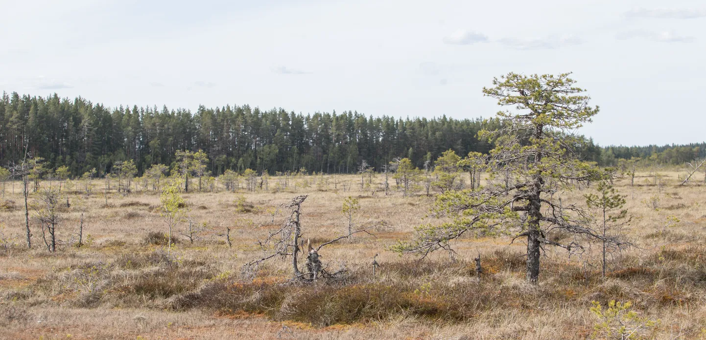Varasemate sookaitsealade põhjal rajatud Alutaguse rahvuspargis on Alutaguse laante esindatus tagasihoidlik.