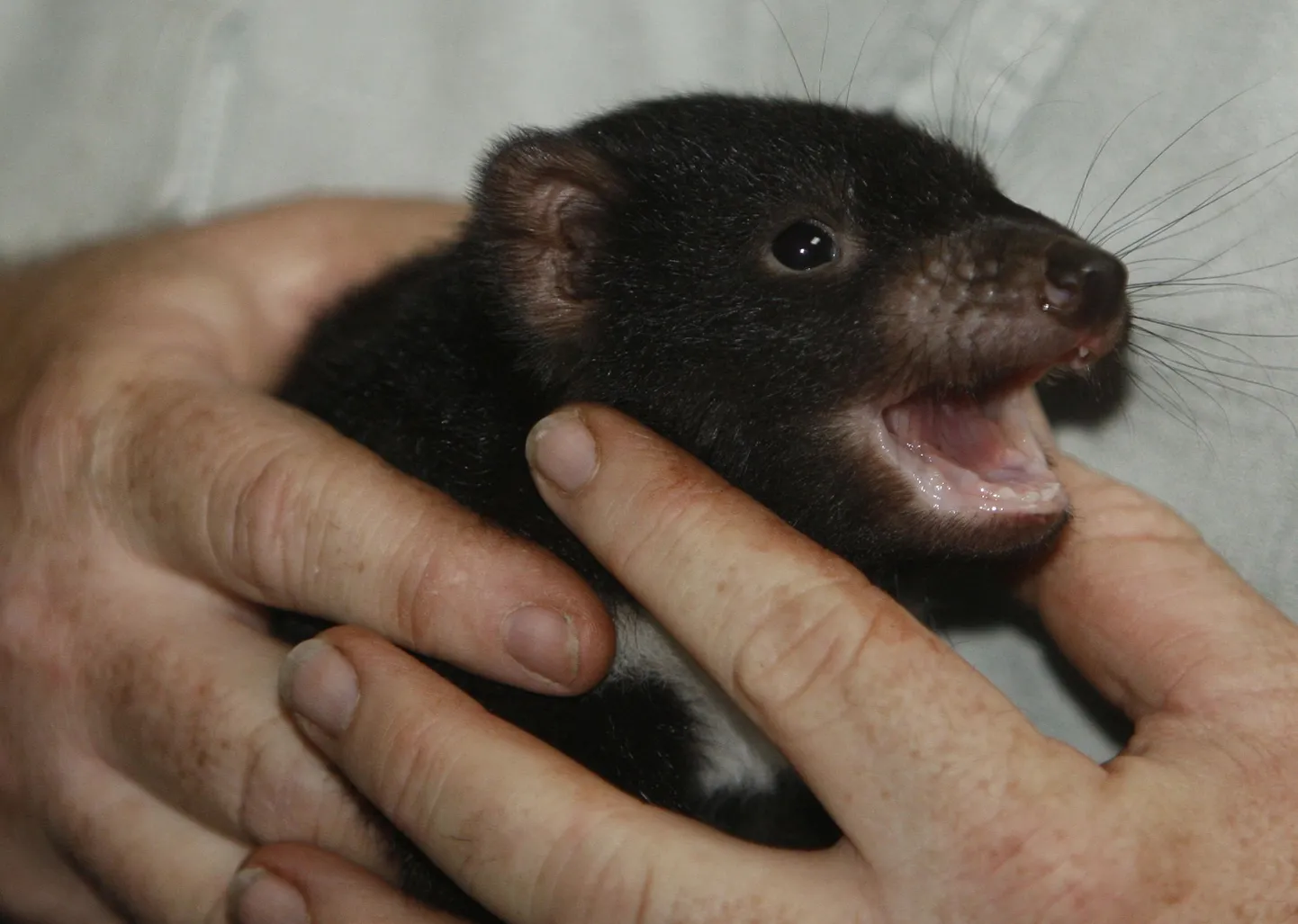 Sydneys Taronga loomaaias elav Tasmaania kukkurkurat nimega Joey.