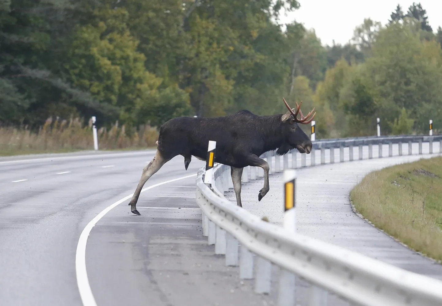 Ajujahi hooajal liigub teedel oluliselt rohkem loomi kui tavapäraselt. Pilt on illustreeriv.