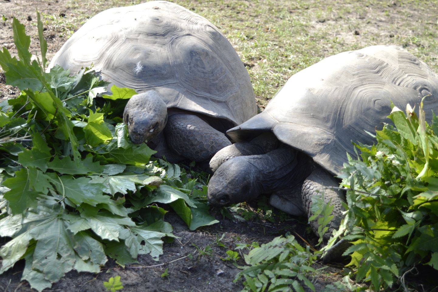 Galapagu bruņurupuči Trīne un Čelsija Rīgas Zooloģiskajā dārzā.