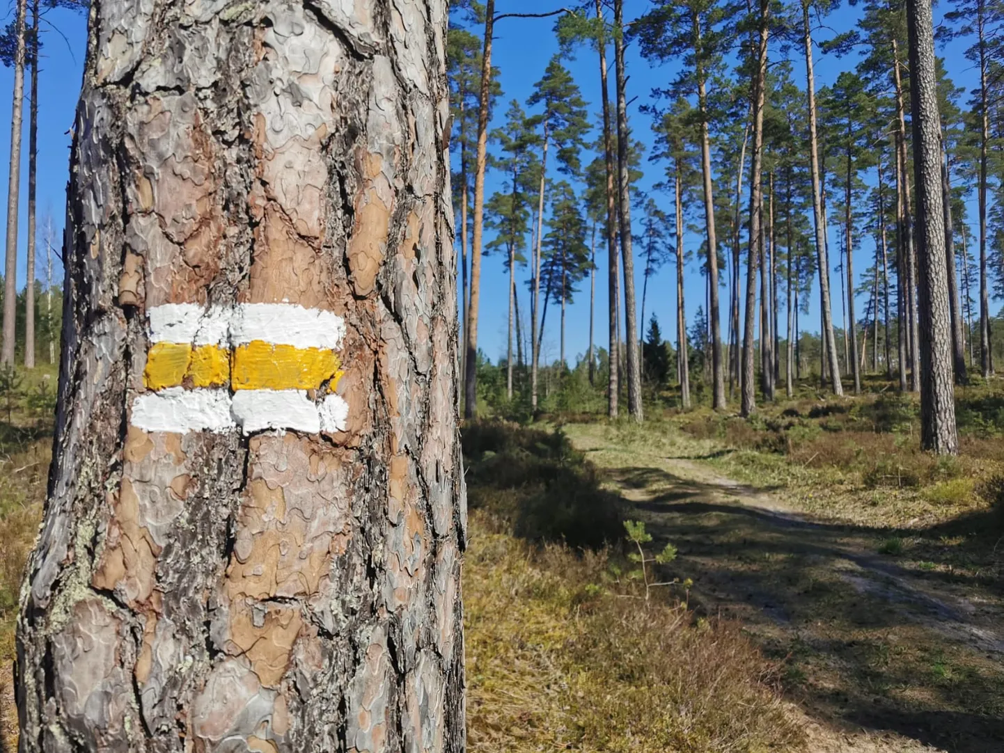 Raksta foto