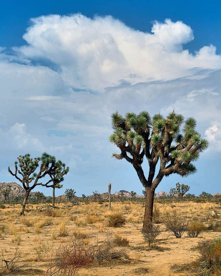 USAs Mojave kõrbes asuv Joshua Tree rahvuspark / wikipedia.org