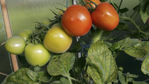 Estonia Considers New Law to Regulate Small-Scale Vegetable Gardens