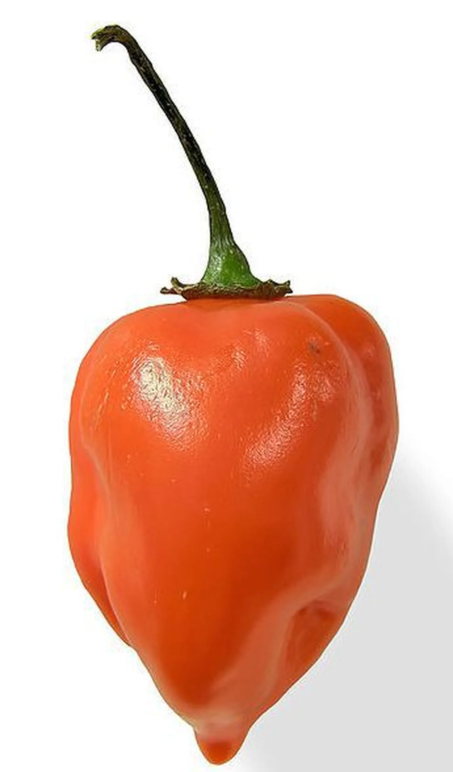 Habanero tšillipipar