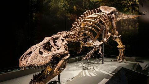 USKUMATU LEID! ⟩ Teadlased avastasid 66 miljoni aasta vanuse tee, kus kõndis maailma kuulsaim dinosaurus