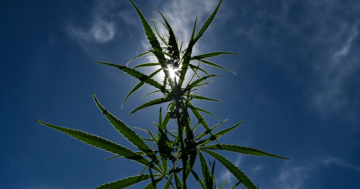 легализация марихуаны в испании