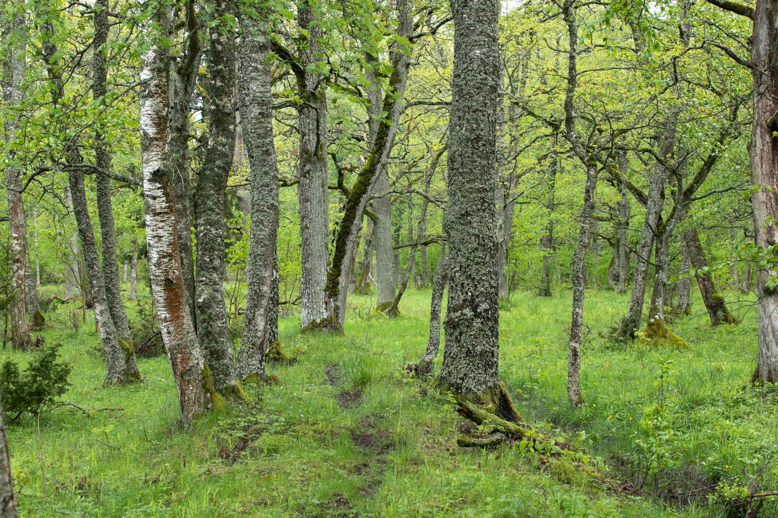 Kuigi suurimad käärid tekivad hüvitise määrade võrdlemisel tavapärasest metsamajandamisest saadava tuluga, on positiivne, et hüvitised piirangute alal kasvava metsa eest on siiski mõnevõrra tõusnud.