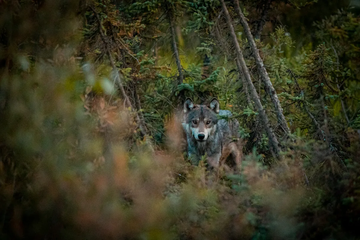 Hunt Yukoni metsas.