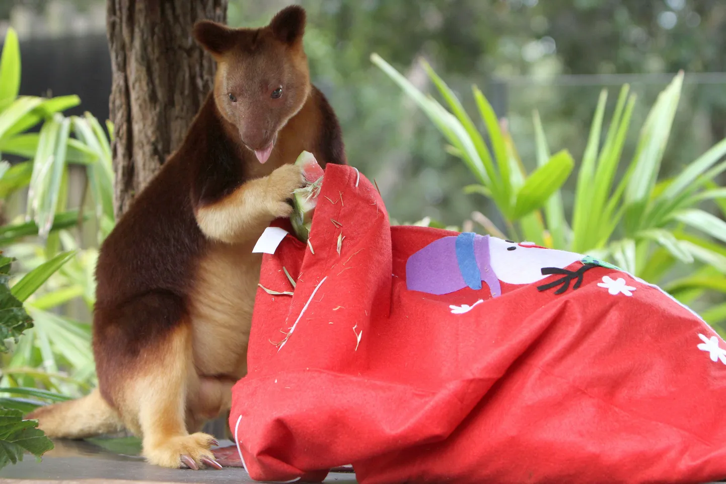 Känguru kingikotiga Taronga loomaaias