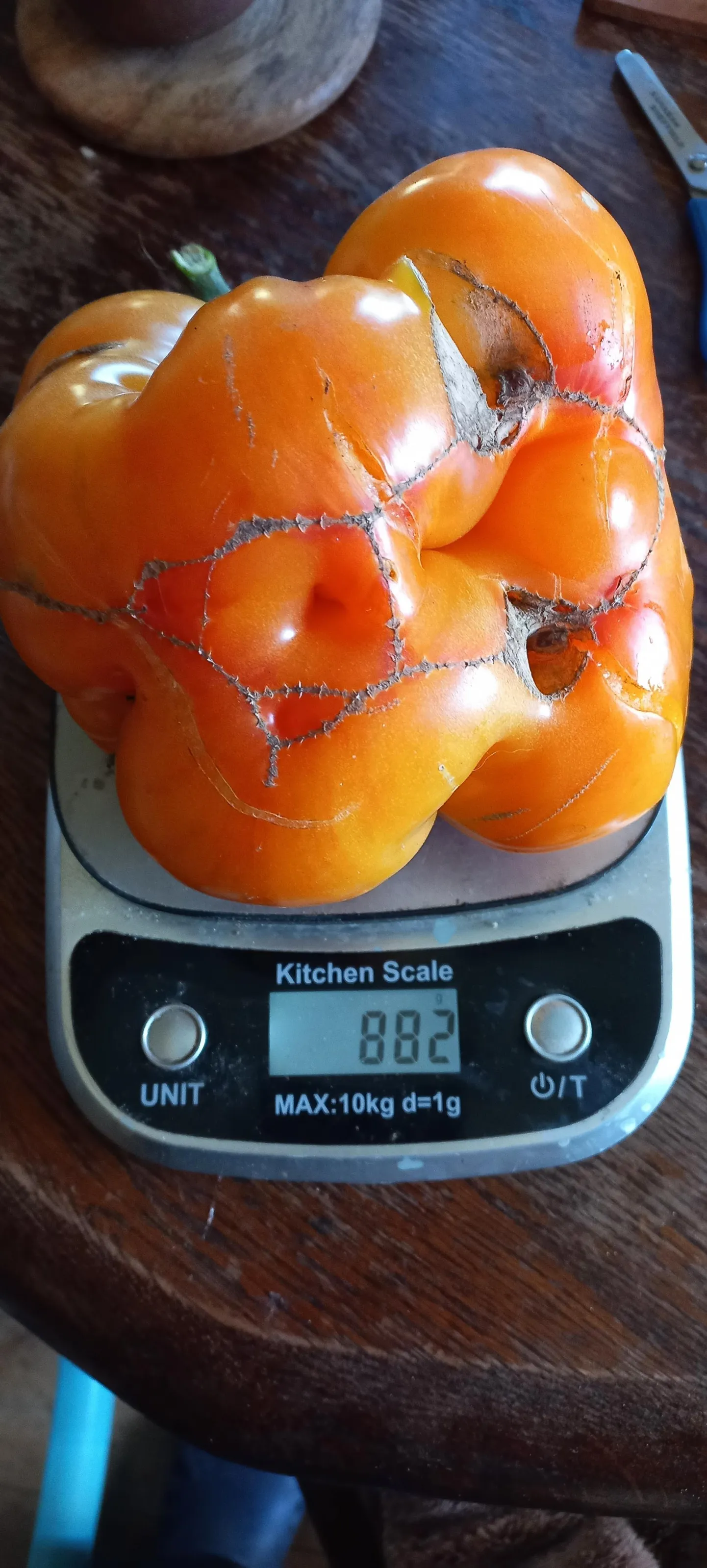 Kui hiiglaseks kasvanud tomat kaalule asetati, näitas aparaat raskuseks 882 grammi.