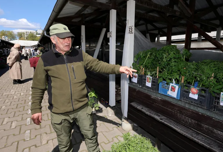 Langemäe talu peremees Kalju Koosa sõnul annab juba tomatitaimi istutada küll. Aastaid on üks menukaim sort olnud «Alka», mis sobib ka avamaal kasvatamiseks.