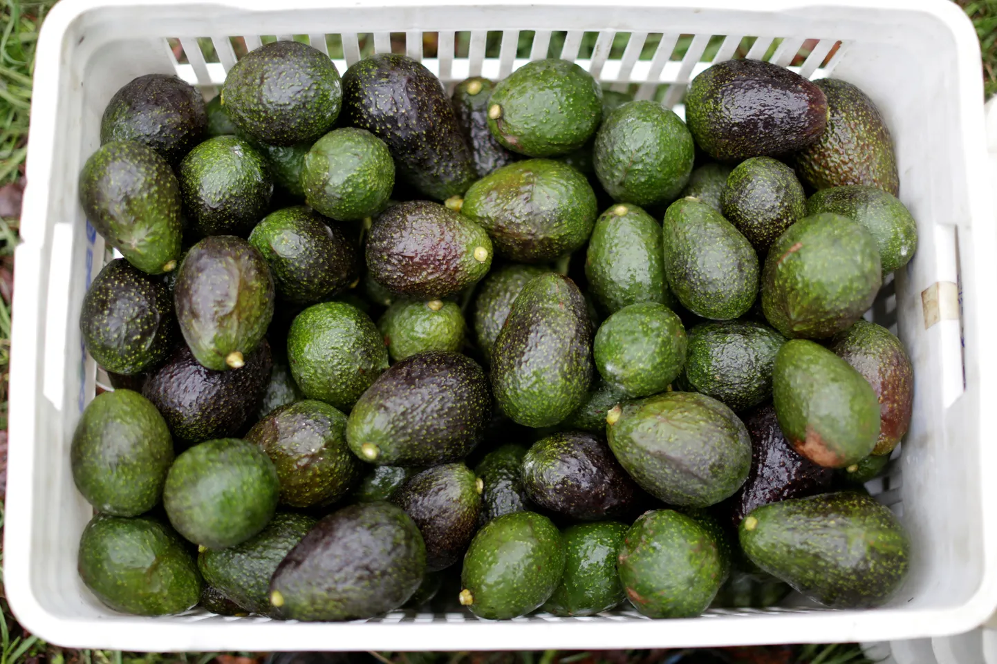 Avokaadod