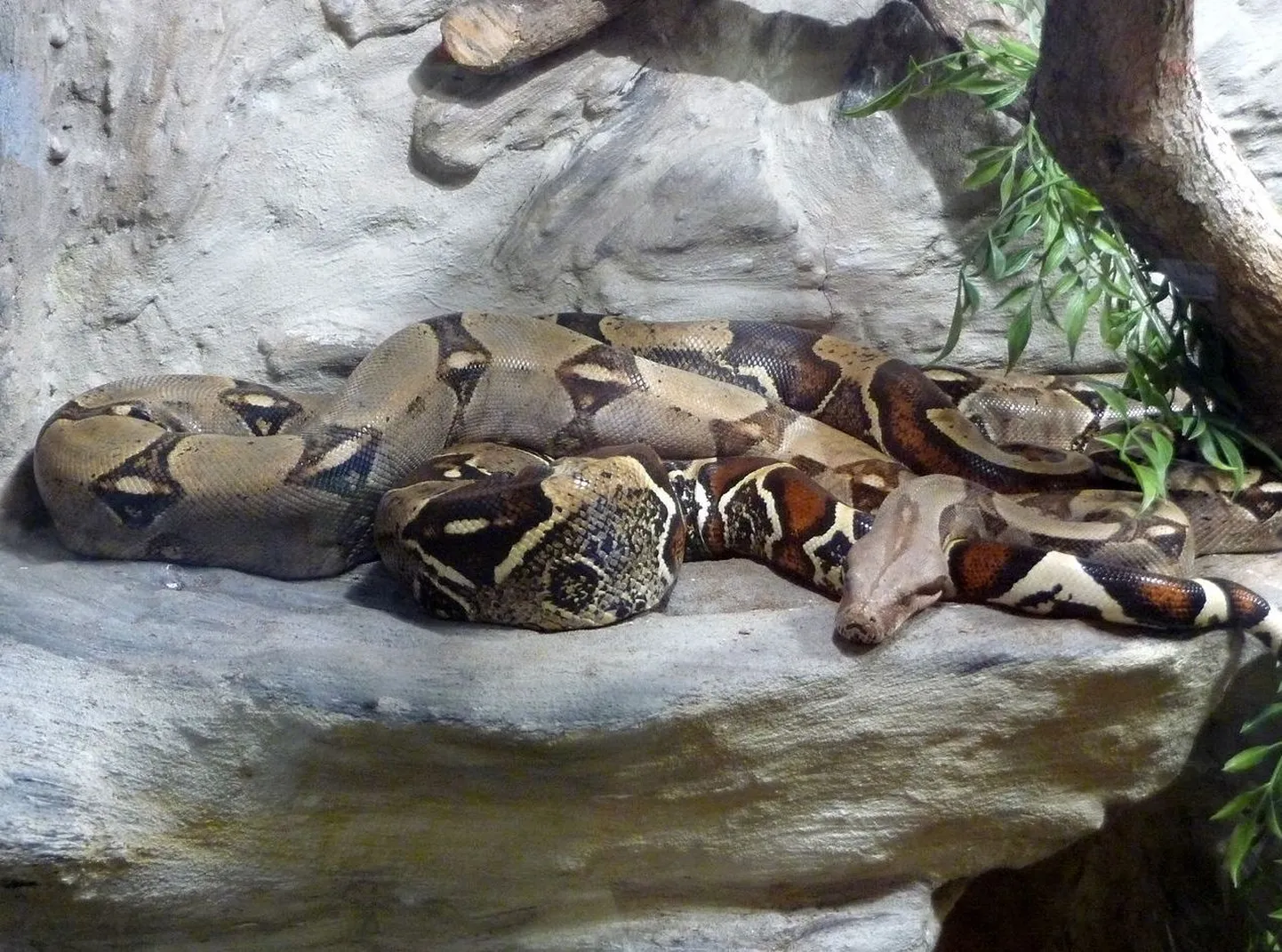 Kuningboa