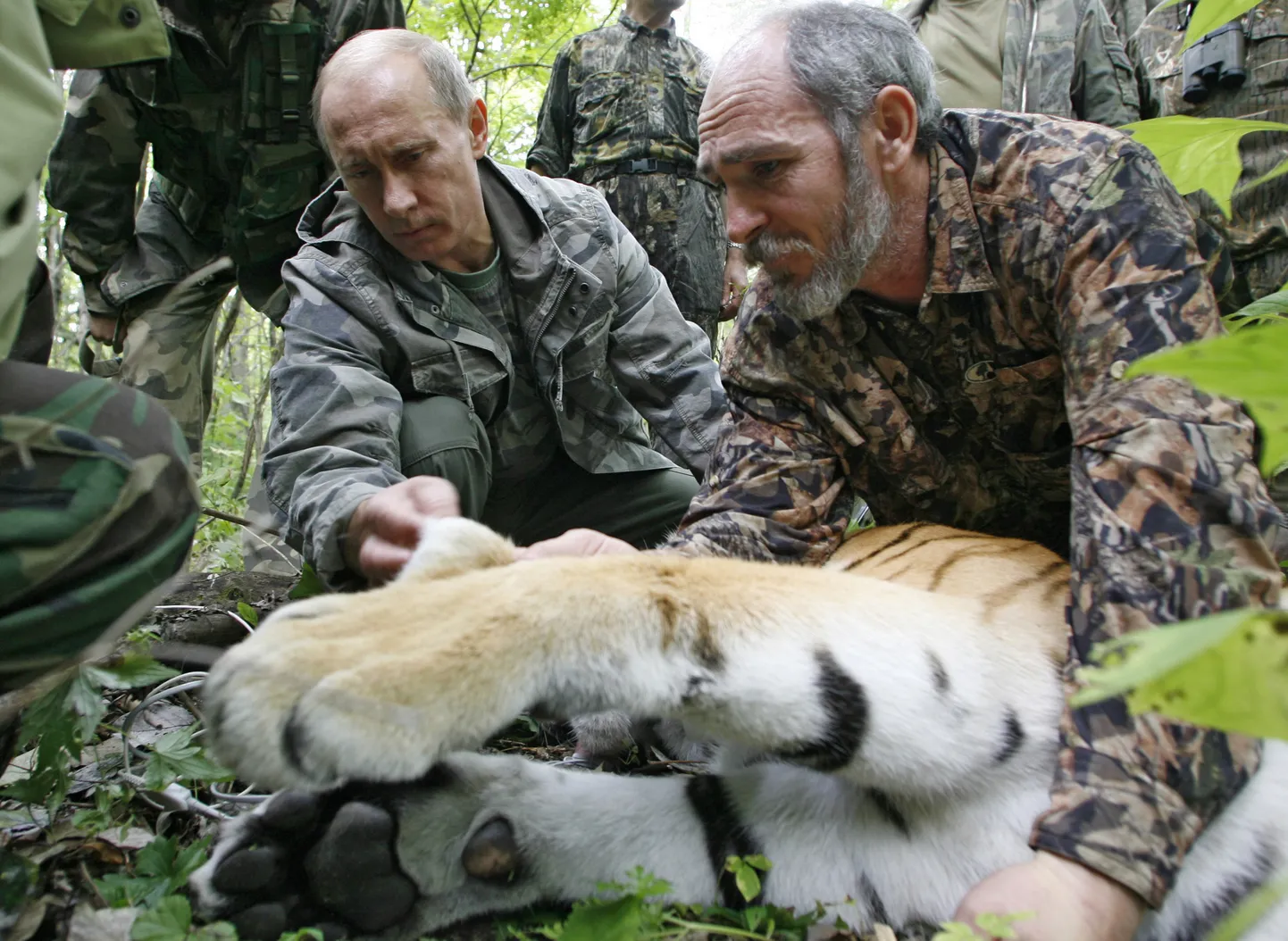 Peaminister Vladimir Putin uimastatud viieaastase Ussuri tiigriga, 31. augustil 2008. a.