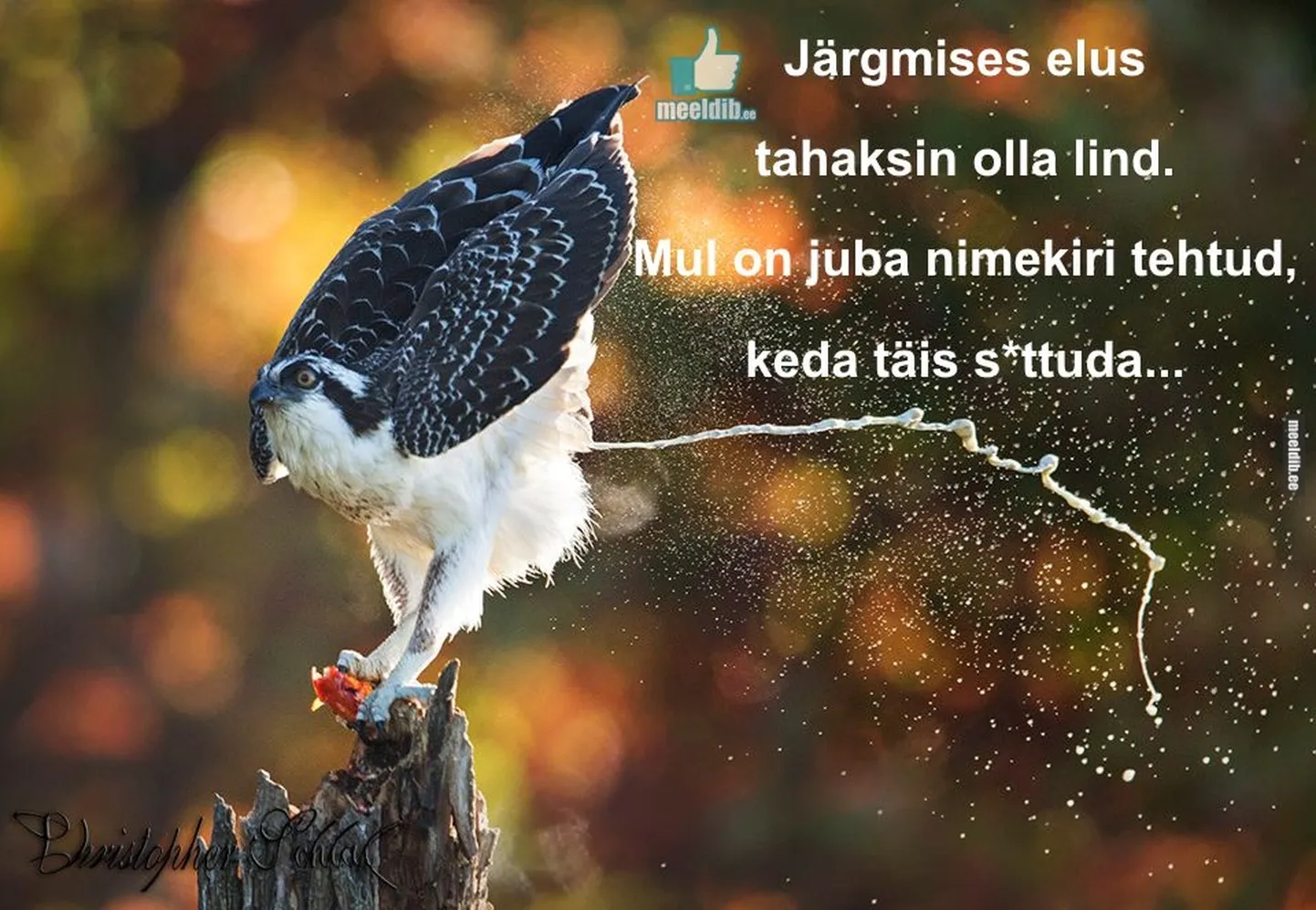 Artikli foto