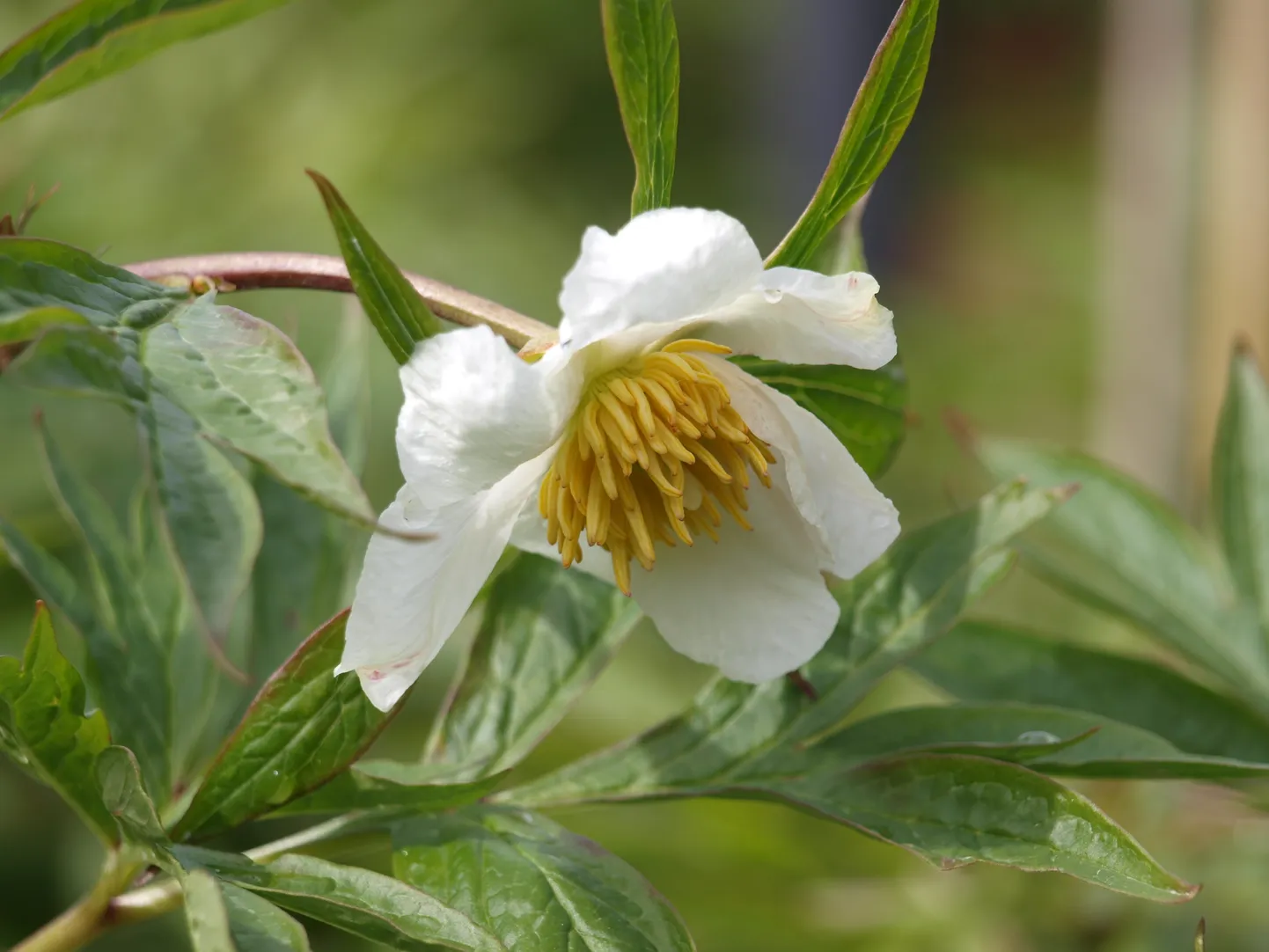 Õitsev pojeng "Early Windflower".