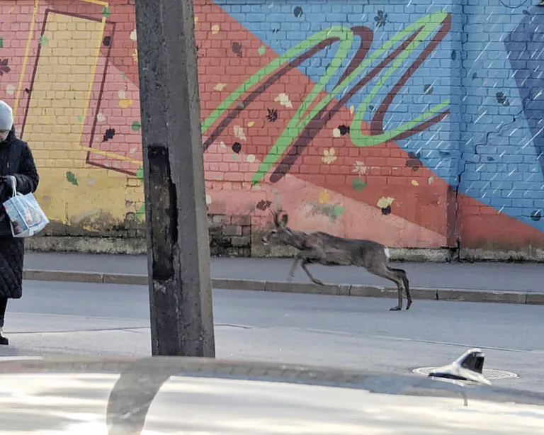 Metskits hommikul Tallinnas Uue Maailma asumis, Virmalise ja Videviku tänava nurgal.