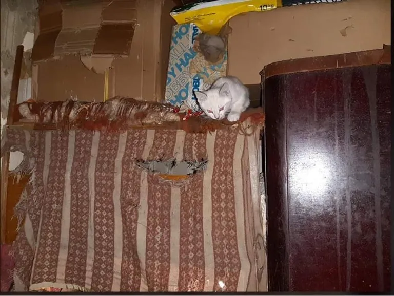 Artikli foto
