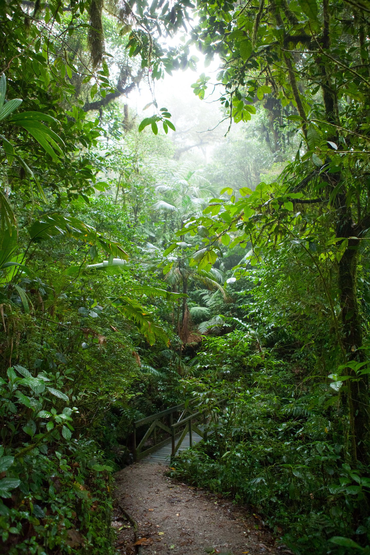 Monteverde mets, Costa Rica