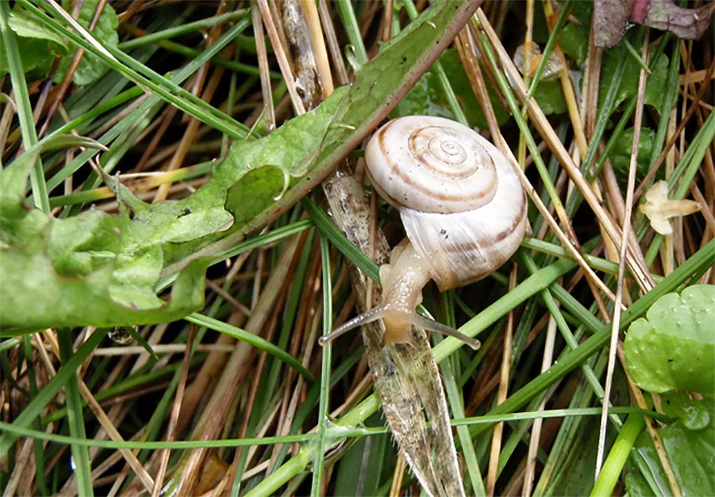 Baltais vīngliemezis (Helicella obvia).