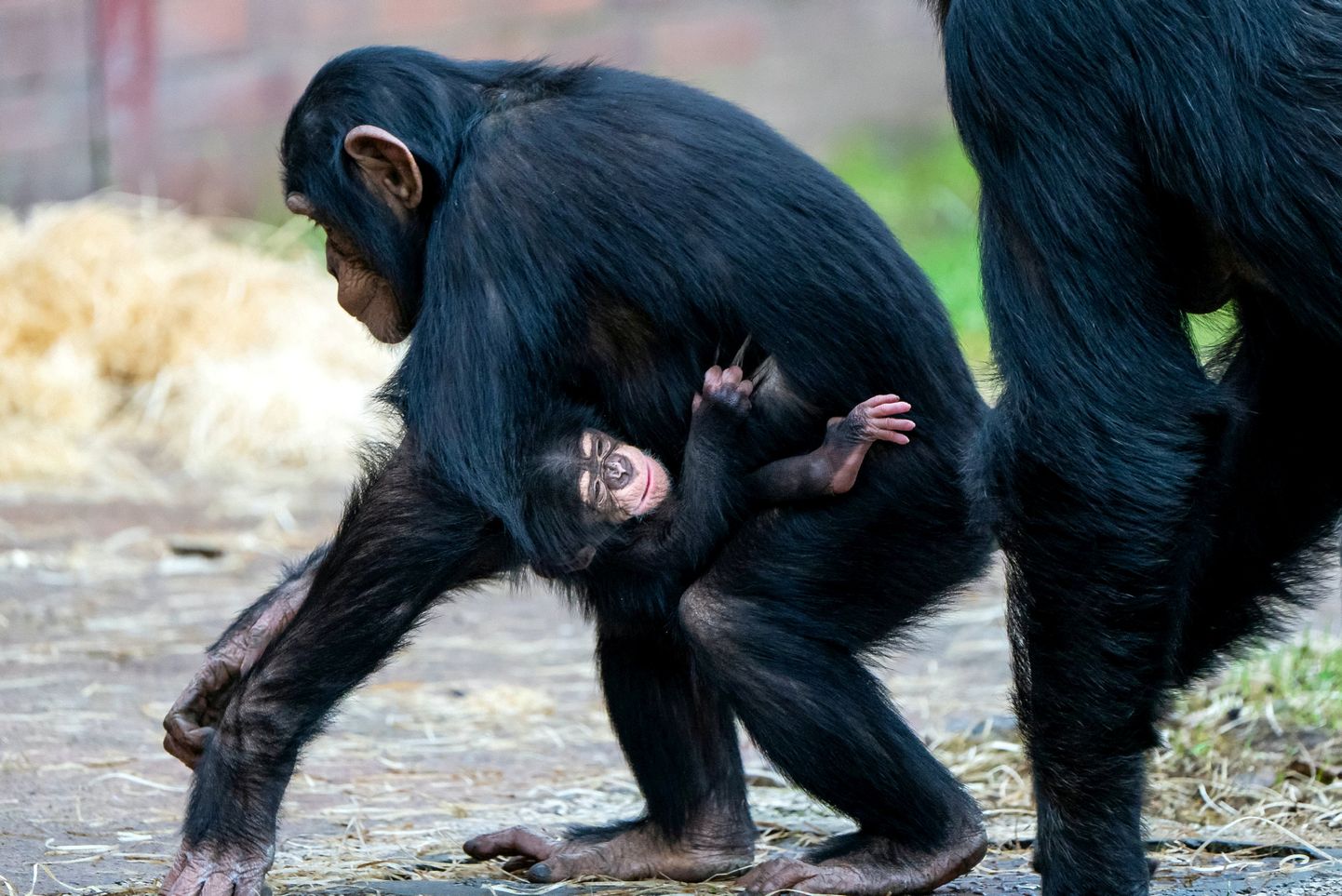 Šimpansid Chesteri loomaaias.
