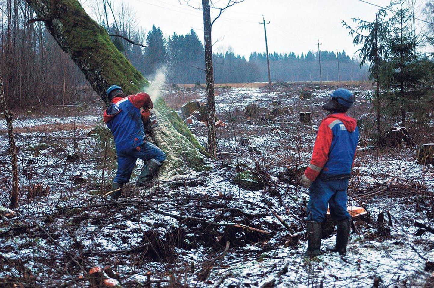 Pärnumaal Halinga vallas Ertsma külas saagisid elektrikud maha puu, mis ohustas sadade perede elektrivarustust.