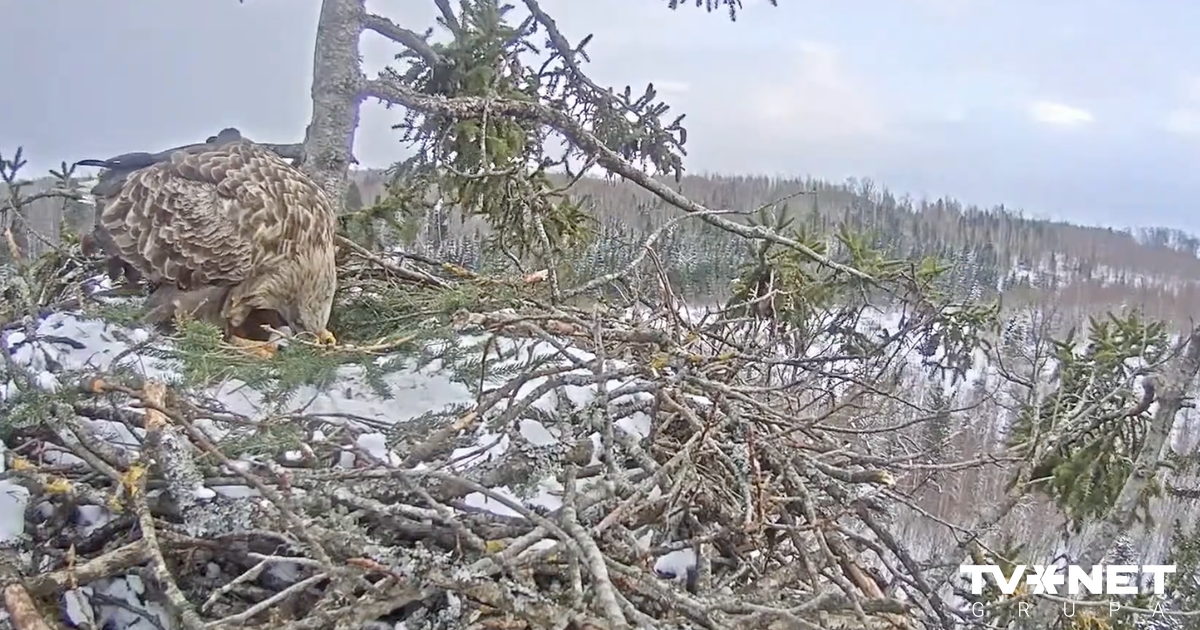 ВИДЕО Радостное событие в гнезде орланов в Дурбе: Милда снесла яйцо