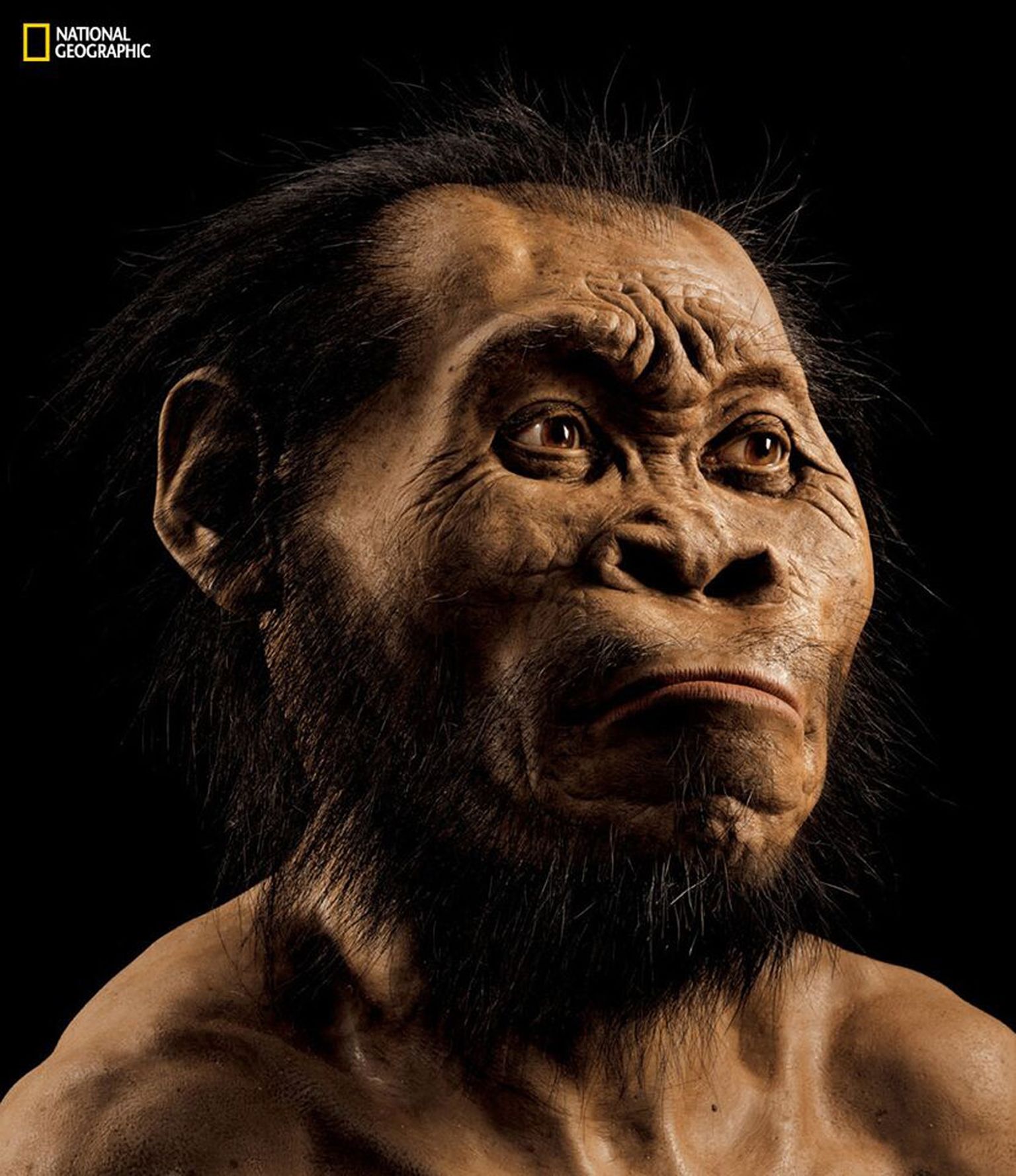 USA paleokunstniku John Gurche joonistus väljasurnud inimliigist Homo naledi'st