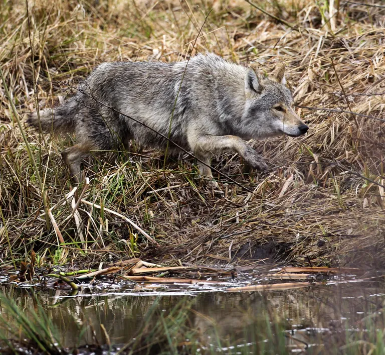 Võsavillem. Foto on illustreeriv.