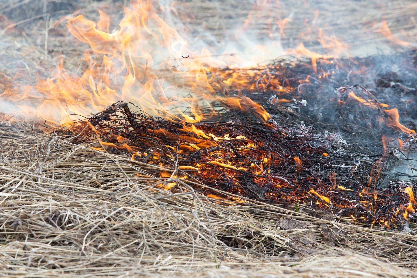 Võrumaal põles metsaalune. Foto on illustratiivne.
