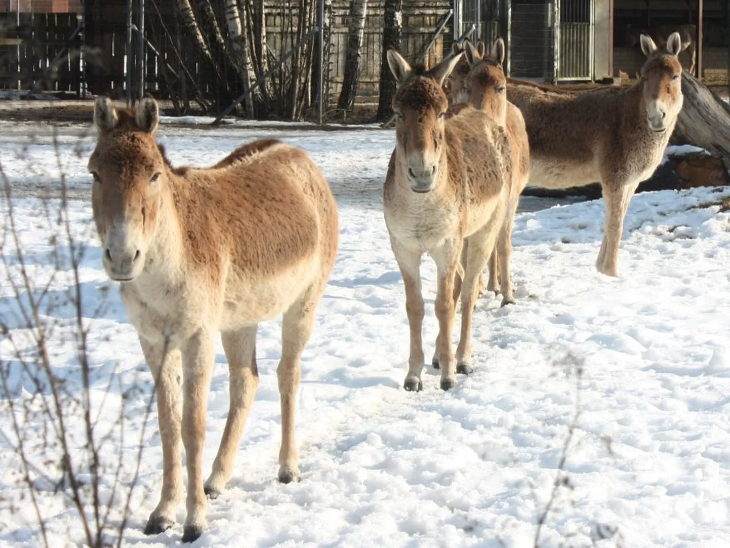 Kulaanid päikest võtmas