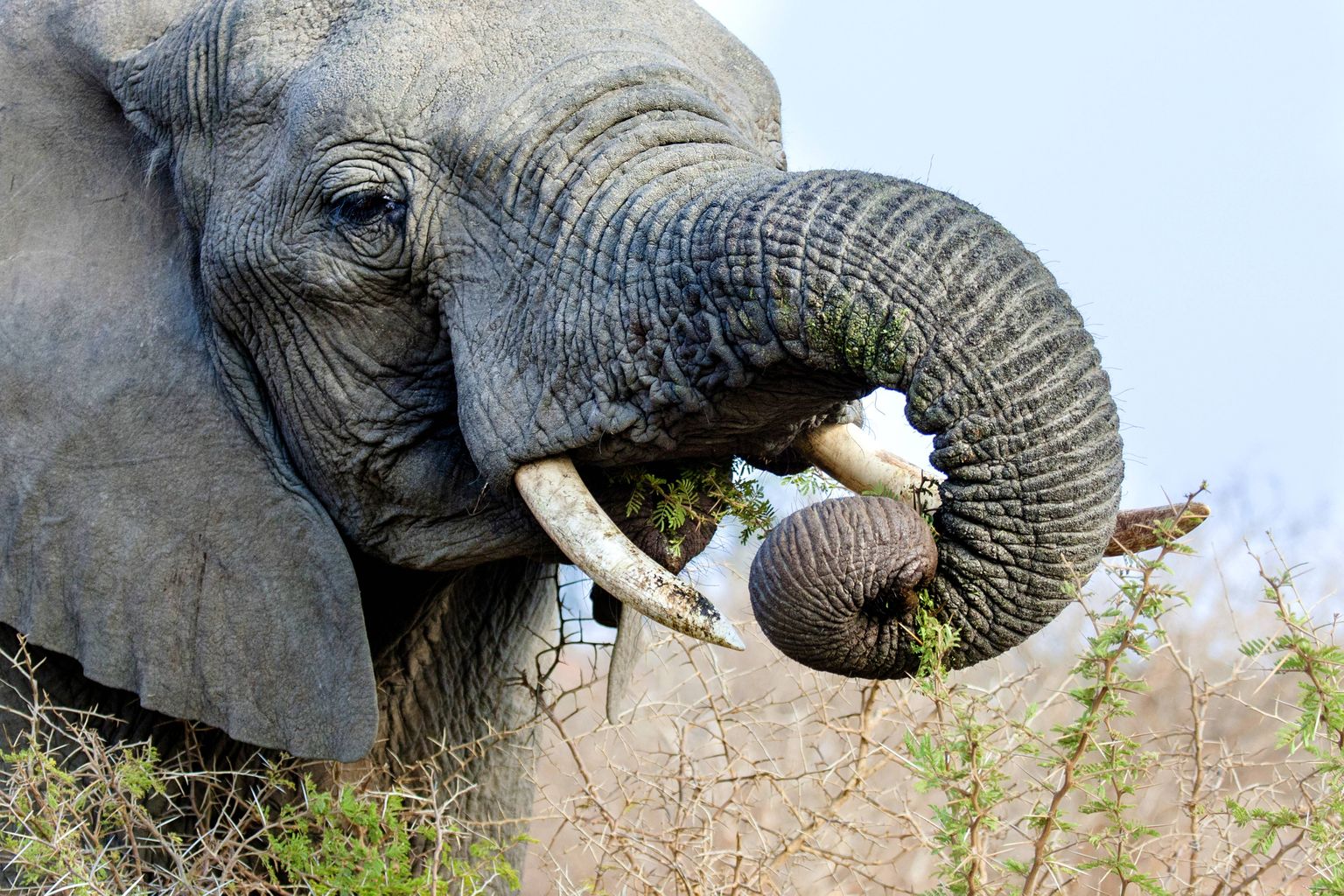 Слон в Национальном парке Крюгера в ЮАР