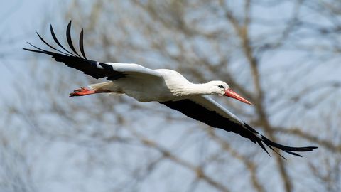 Piektdiena Latvijā gaidāma pārsvarā saulaina