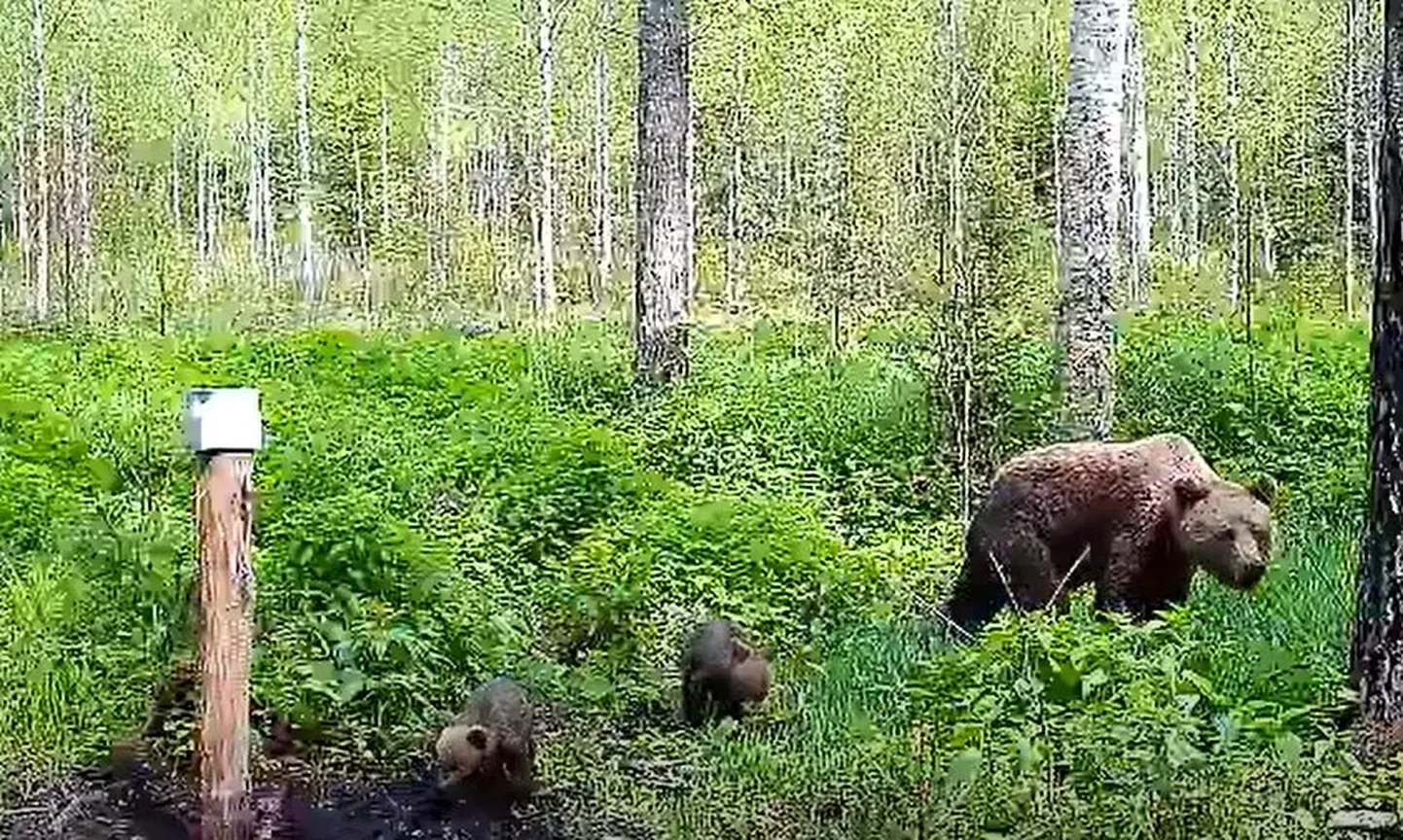 Медведи на прогулке в лесу в районе Таммисту в Тартумаа.