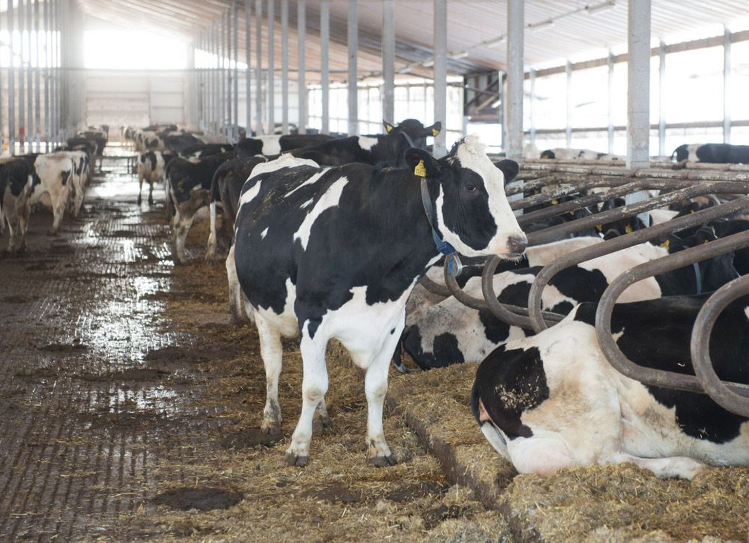 Piimatootjad tunnistavad, et piima omahinna võimalikult madalal hoidmiseks on lehmadest saanud lihtsalt tootmisvahendid. Pildil OÜ Estonia lehmad Järva Türi vallas asuvas Kõrtsi piimafarmis.
