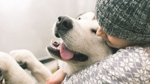 Uuring: koroonaviirus võib levida inimeselt koerale