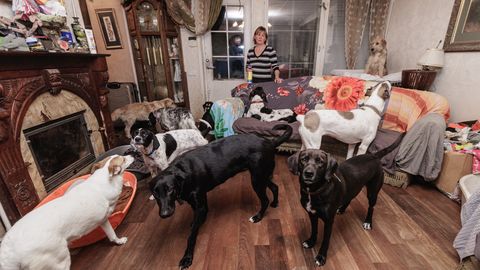 ФОТО И ВИДЕО ⟩ Жительница Таллинна приютила у себя дома 20 собак и останавливаться не собирается