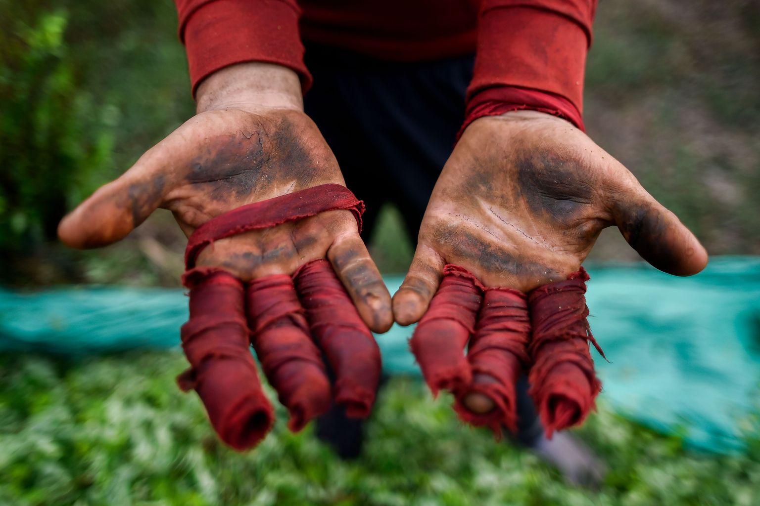 Emigrējušie venecuēlieši Kolumbijā atrod jaunu darbu - kokas lapu novākšanu