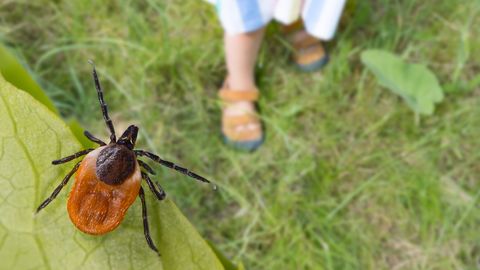 Popular ornamental shrub may create a favorable habitat for ticks