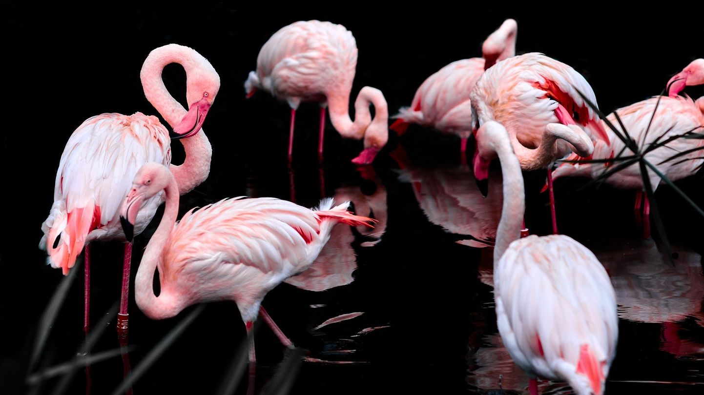 Розовый фламинго. Иллюстративное фото