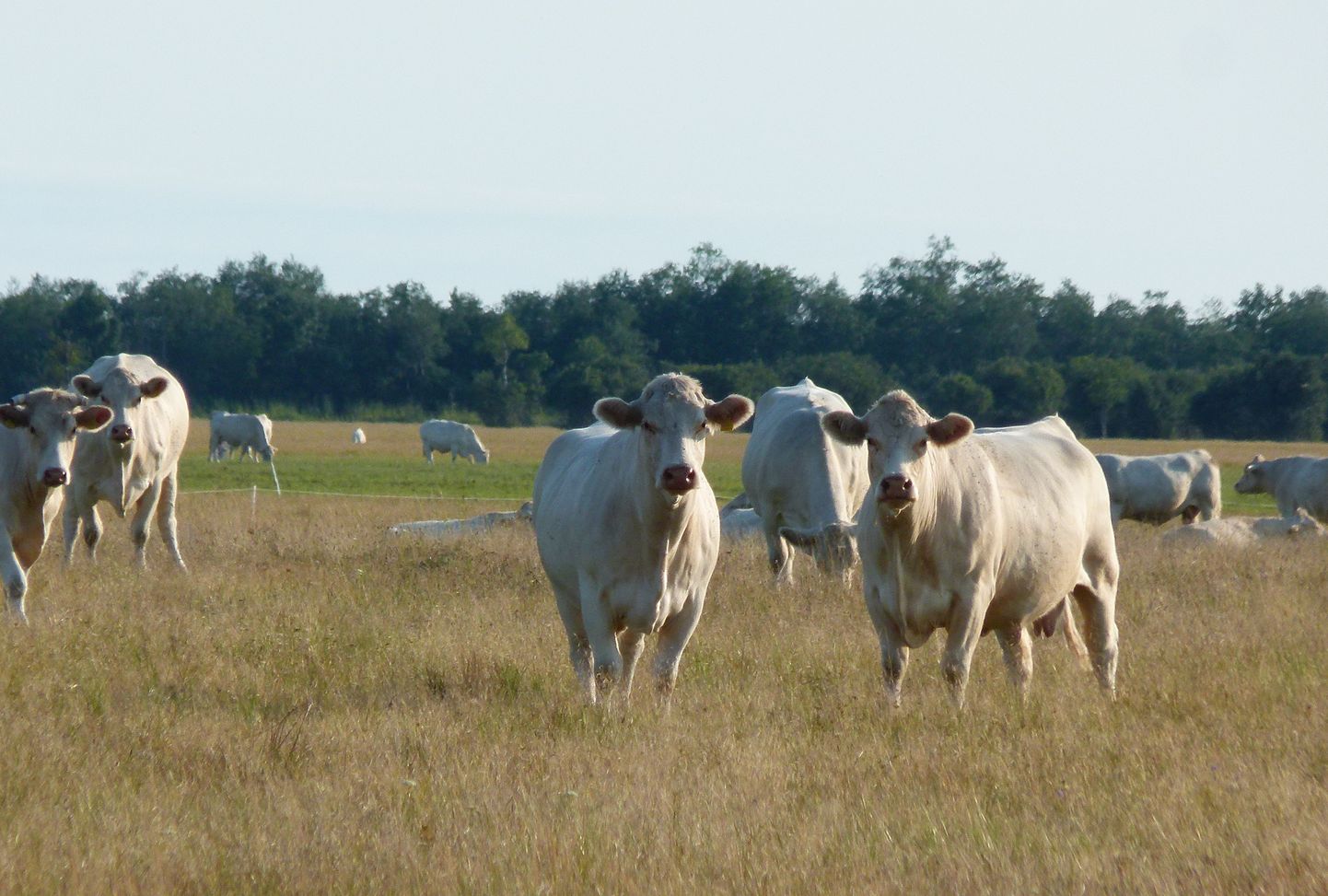 Коровы породы шароле, принадлежащие  MTÜ Kasari Luha Selts, «ухаживают» за прибрежным лугом национального парка Матсалу.