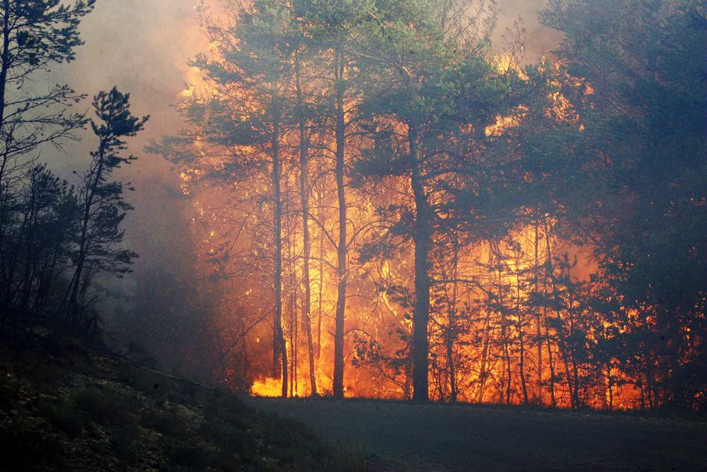 Metsapõleng.