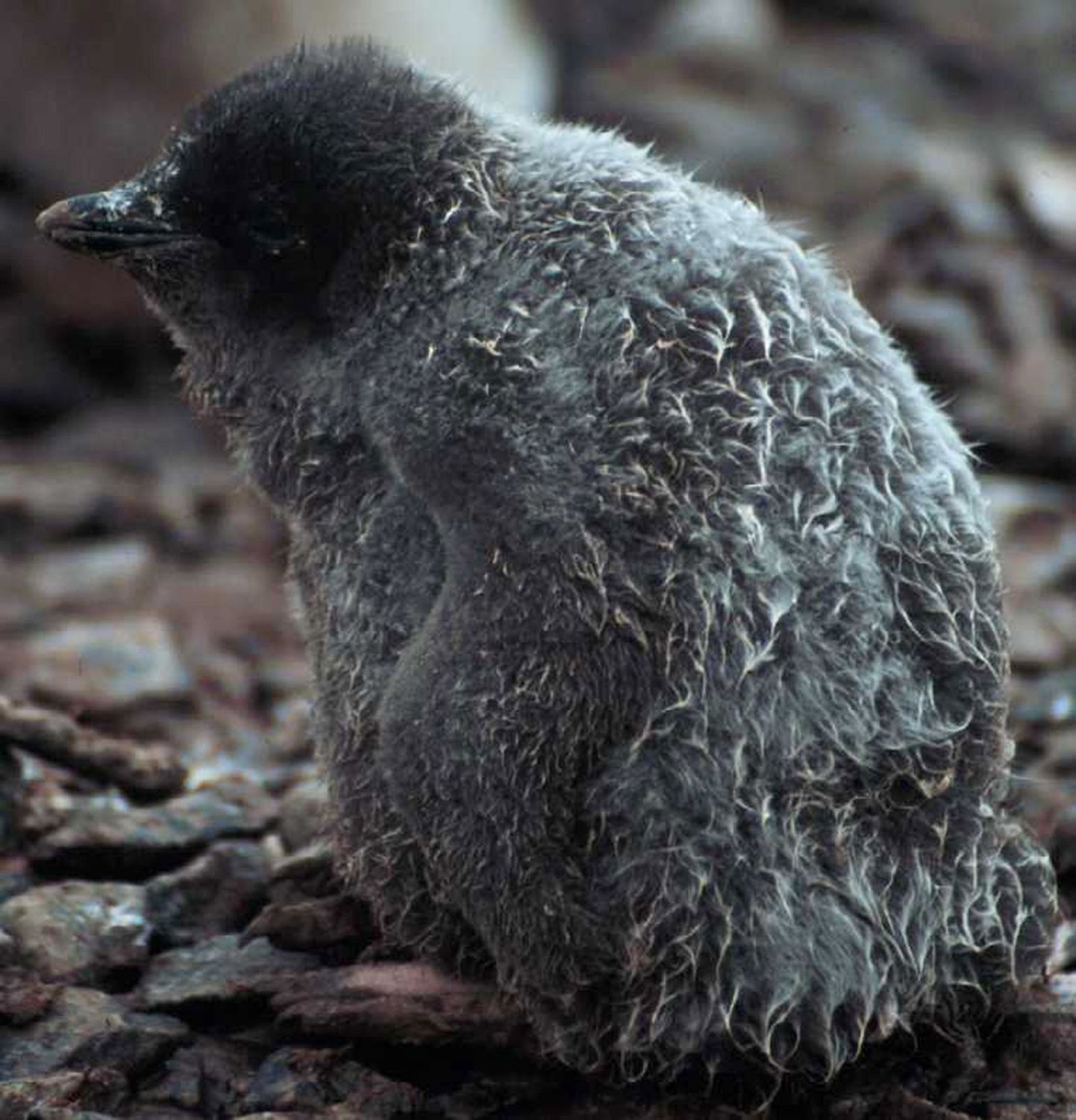 Vihm ohustab adeelia pingviini poegi