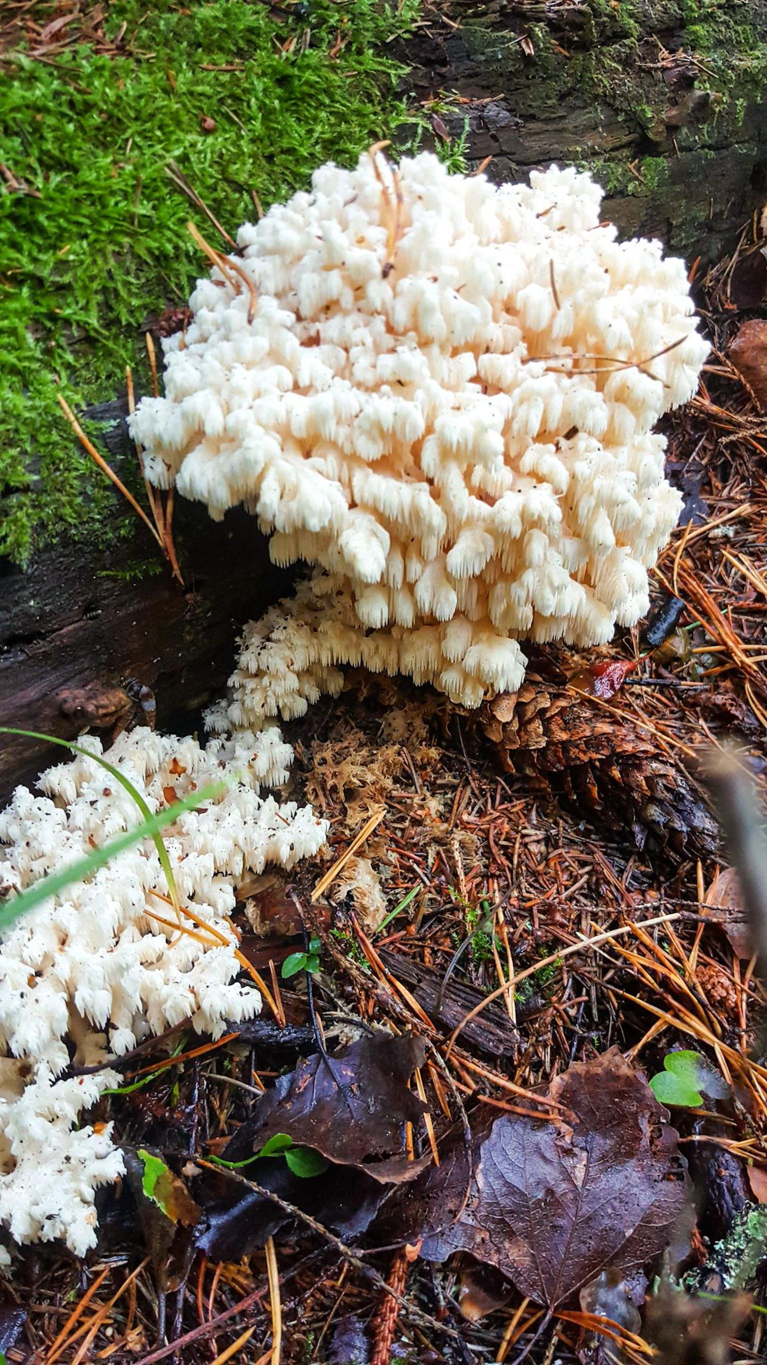 Vääriselupaikade üks indikaatorliike on korallnarmik, looduses harva esinev seen, mis leiti Pärnumaalt.