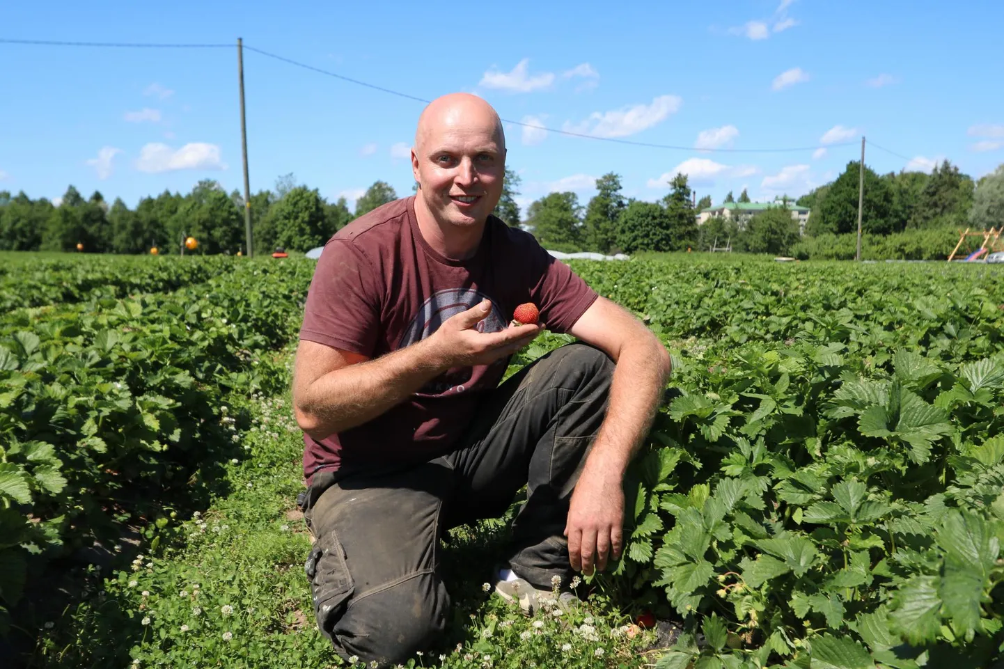 Vedo talu peremees Tarmo Tobreluts kasvatab paljusid tuntud maasikasorte. Ta kinnitas, et saaki tänavu tuleb, kuigi mullusega võrreldes nädalake hiljem.