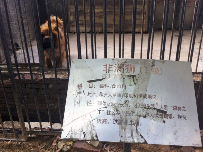 Tiibeti mastif lõvipuuris.