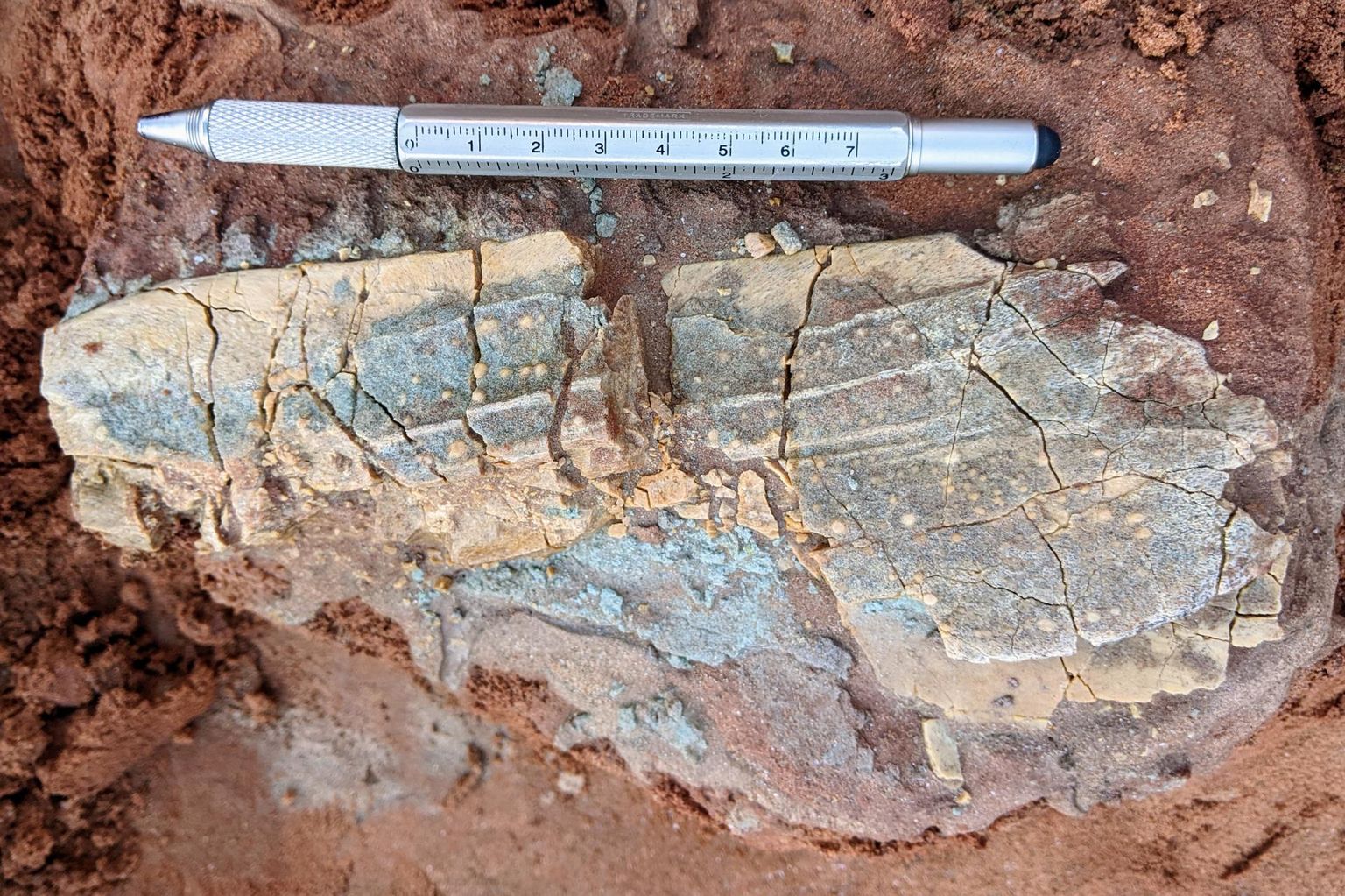 Kivistise suurus ja selle peal olevat mügarikud lubavad aimata, et luu kuulub 380 miljonit aastat tagasi elanud hiiglasliku Heterostiuse perekonna rüükalale. Selle eluka luid leidub vaid Põhja-Euroopa ja Gröönimaa pinnas.