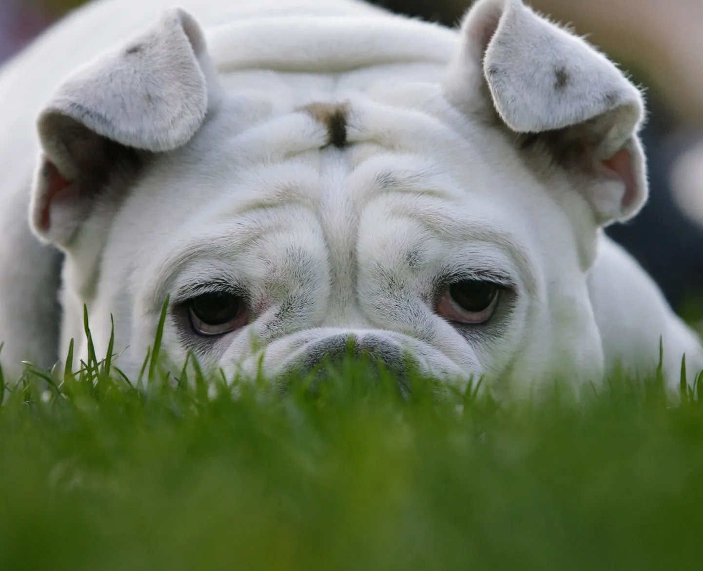 Buldog. Foto on illustratiivne.