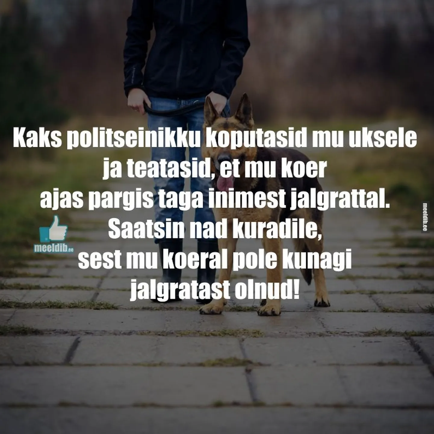 Artikli foto